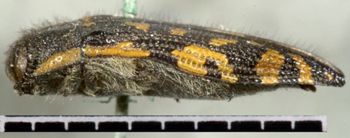 Media type: image;   Entomology 2720 Aspect: habitus lateral view